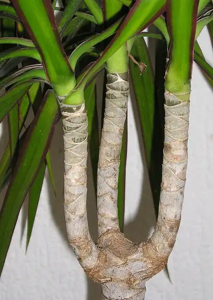 Photo of Dracaena marginata - leaves and stems:Maja Dumat