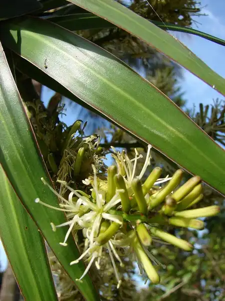 Photo of Dracaena marginata - leaves and flowers:Forest and Kim Starr