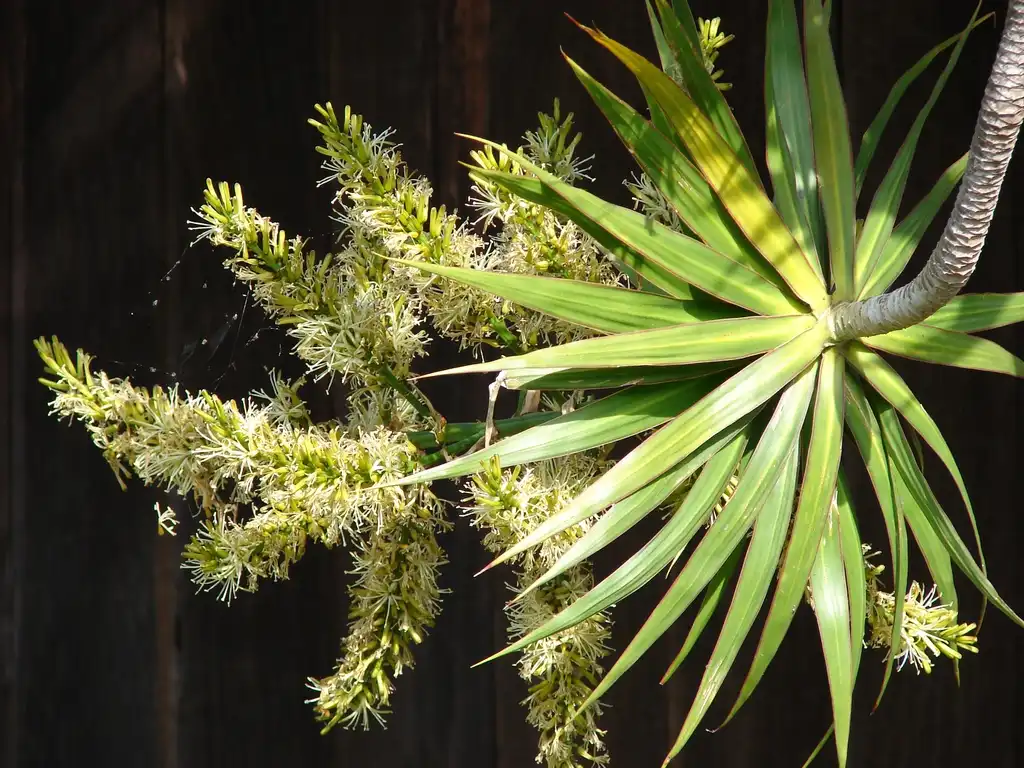 Photo of Dracaena marginata - leaves and flowers:Forest & Kim Starr