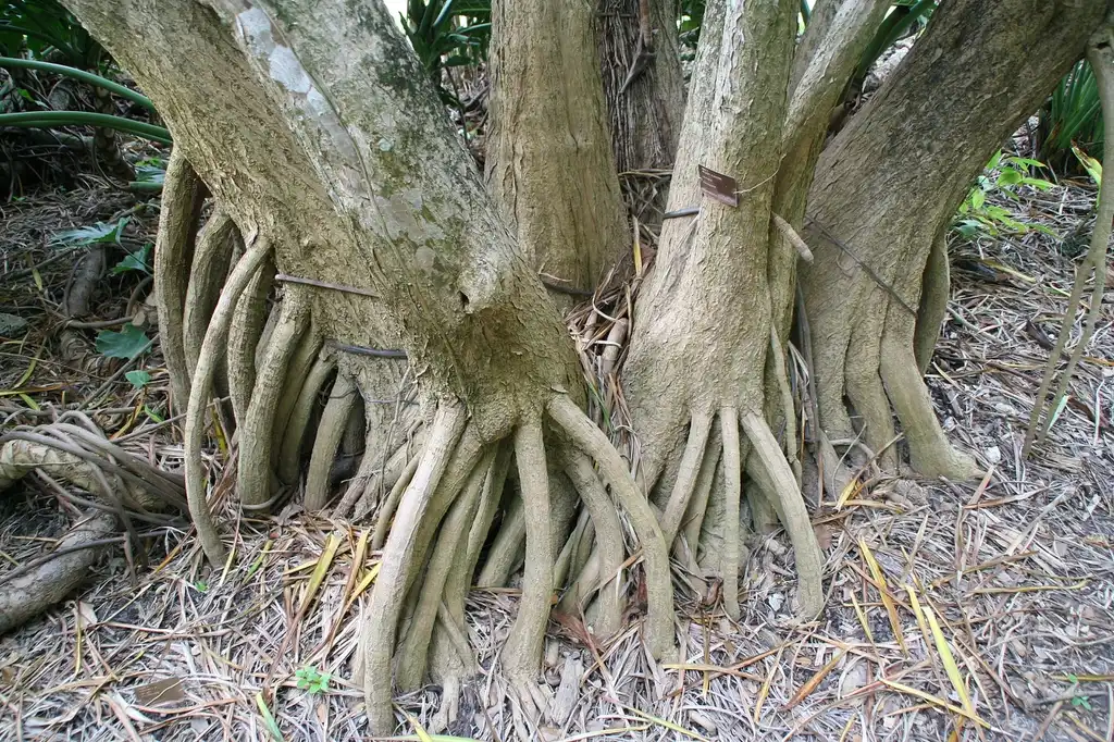 Photo of Dracaena marginata - bark:David J. Stang