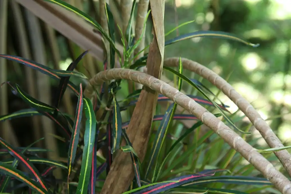 Photo of Dracaena marginata - leaves and bark:David J. Stang