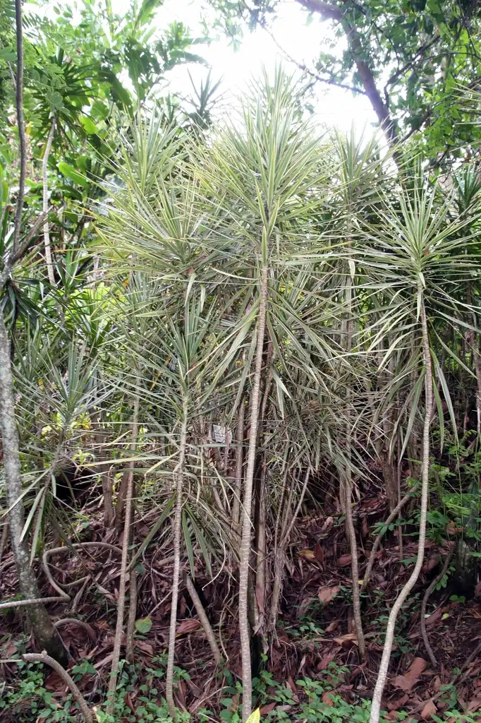 Photo of Dracaena marginata - leaves:David J. Stang