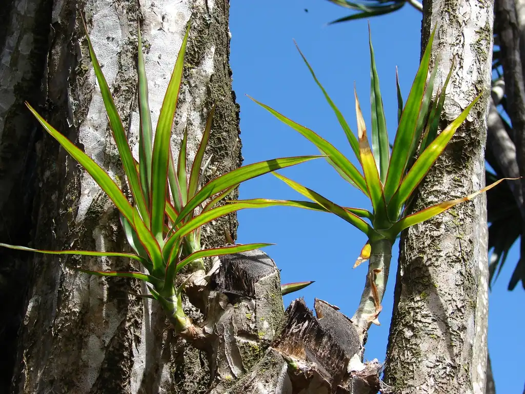 Photo of Dracaena marginata - leaves:Forest & Kim Starr