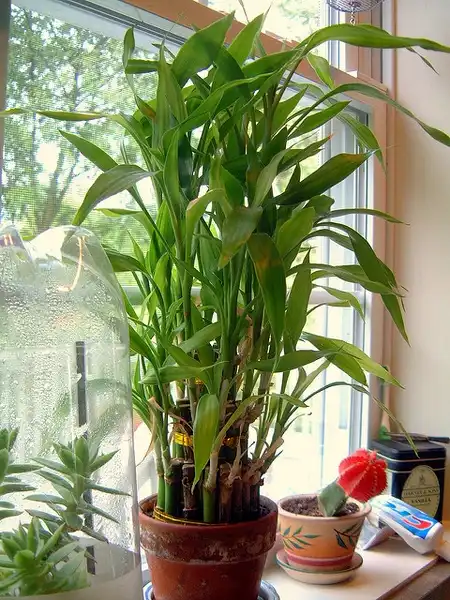 Photo of Dracaena sanderiana (Dracaena sanderianas)
