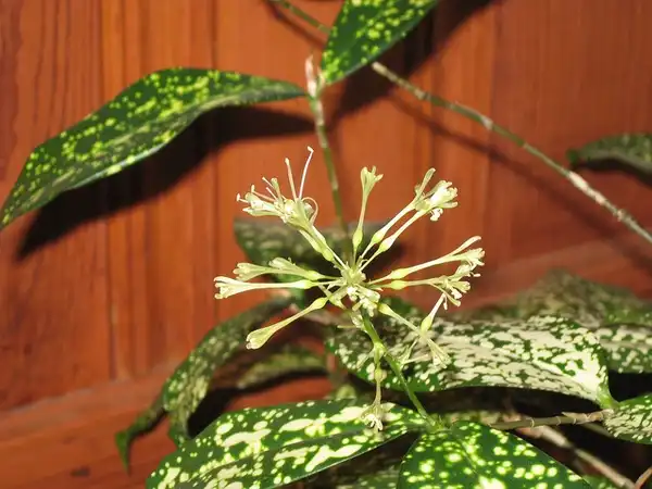 Foto de Dracaena surculosa (Dracaena surculosas)