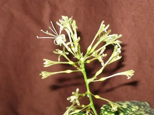 Foto de Dracaena surculosa - Dracaena surculosa bloom:alheard