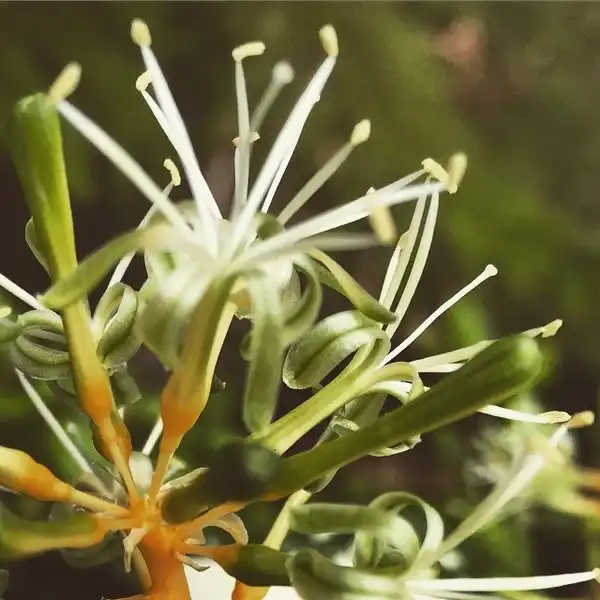 Foto de Dracaena surculosa - Dracaena surculosa bloom:Rosa Say