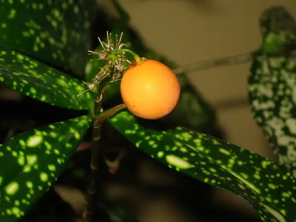 Foto de Dracaena surculosa - Dracaena surculosa fruit:alheard