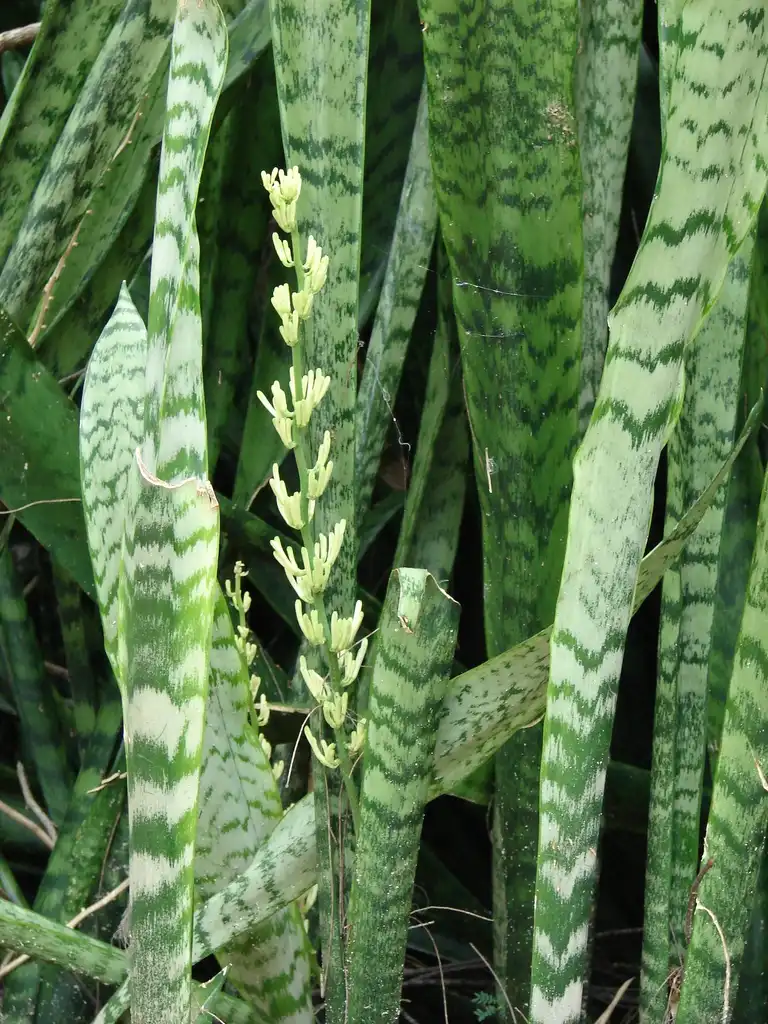 Фото Dracaena trifasciata (Dracaena trifasciatas)