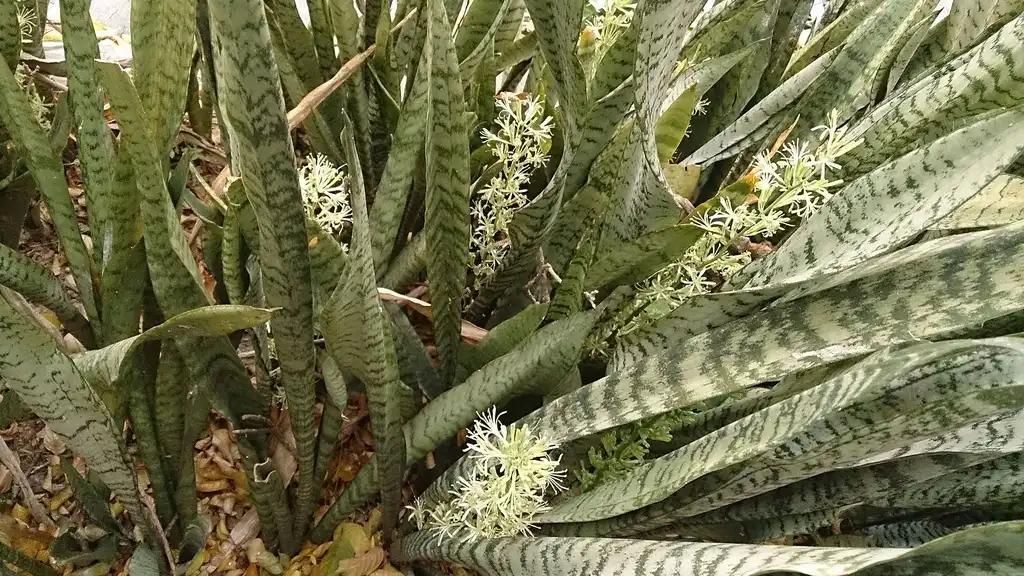Фото Dracaena trifasciata (Dracaena trifasciatas)