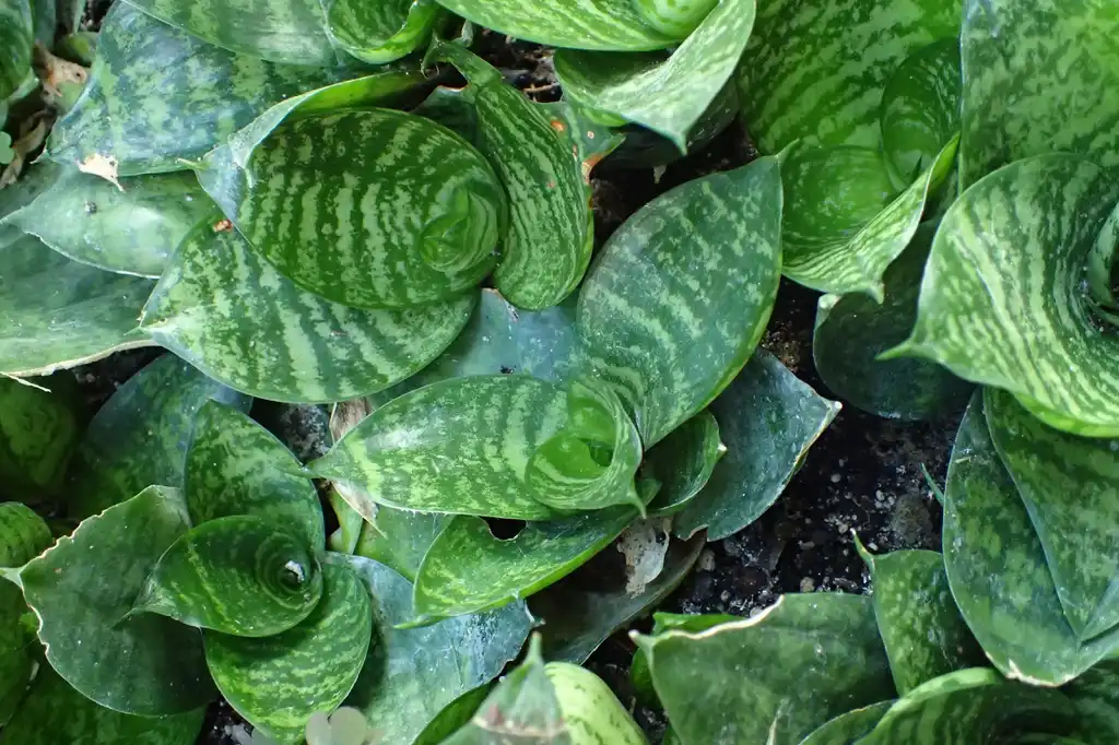 Фото Dracaena trifasciata - Sansevieria trifasciata:Krzysztof Ziarnek