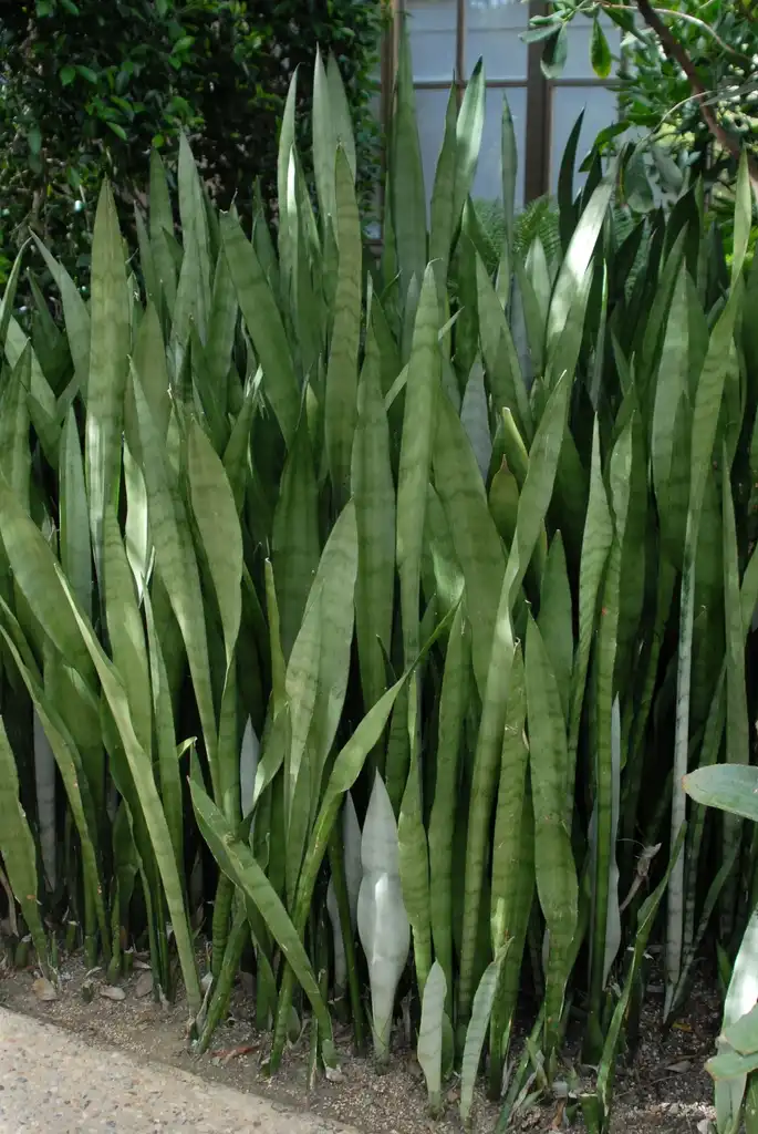 Фото Dracaena trifasciata - 'Silver Queen' Form:Jim Robbins
