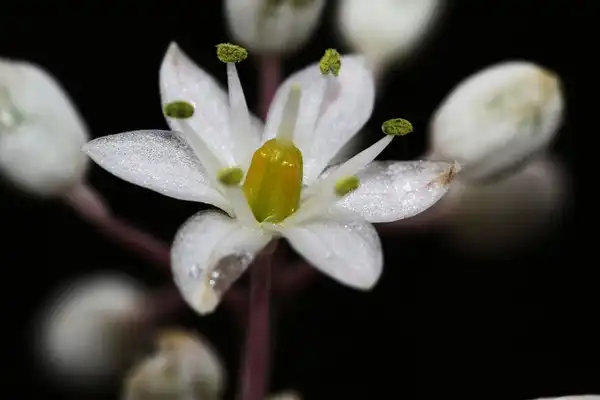 Фото Drimia maritima (Drimia maritimas)