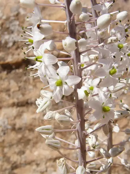 Фото Drimia maritima (Drimia maritimas)