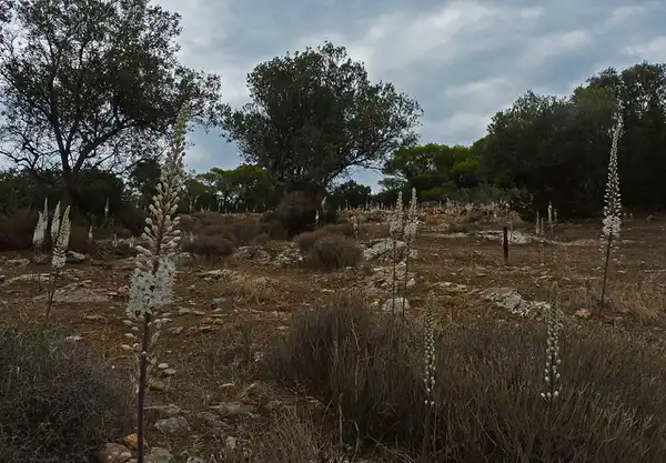 Фото Drimia maritima - Native habitat:Mitos Gikas