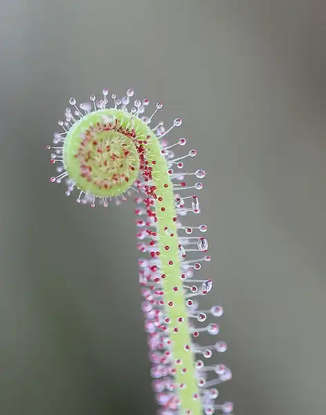 Photo of Drosera filiformis (Drosera filiformiss)