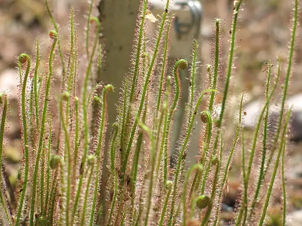 Photo of Drosera filiformis (Drosera filiformiss)