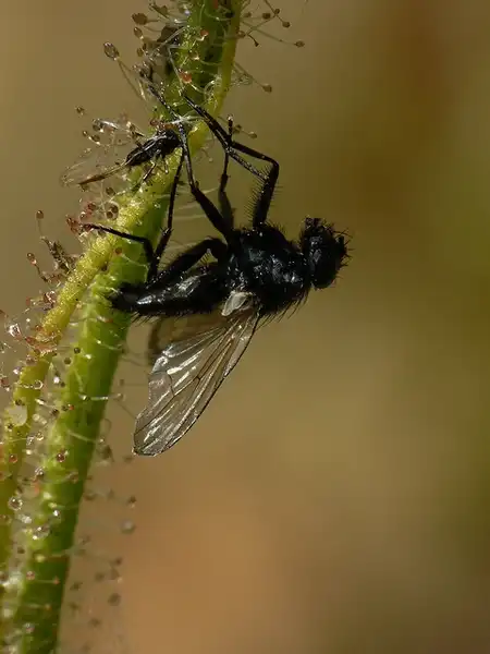 Photo of Drosera filiformis - plant:Jonathan-Nardi