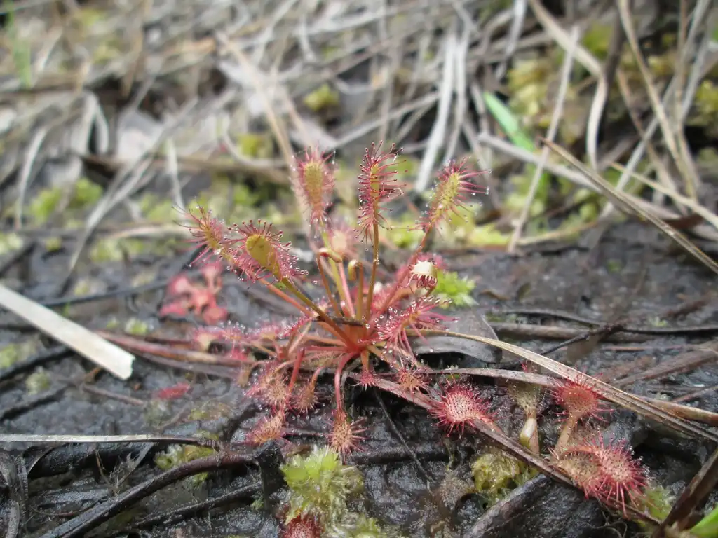 Фото Drosera intermedia (Drosera intermedias)