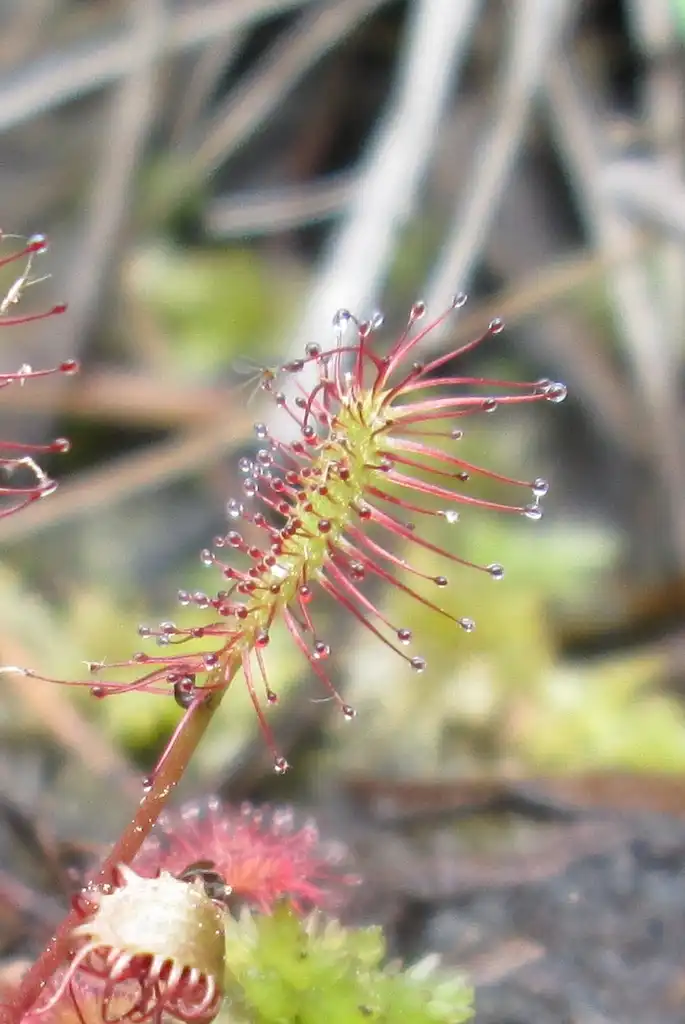 Фото Drosera intermedia (Drosera intermedias)