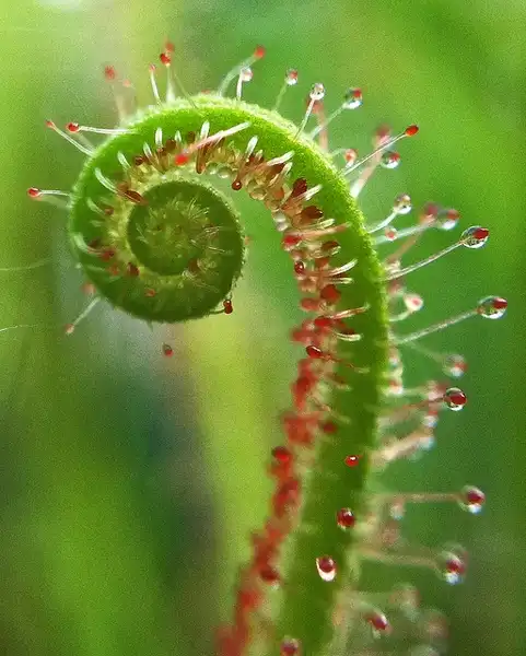 Photo of Drosera (Droseras)