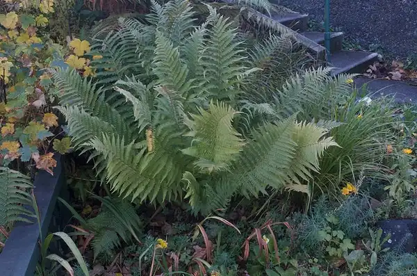 Фото Dryopteris abbreviata (Dryopteris abbreviatas)