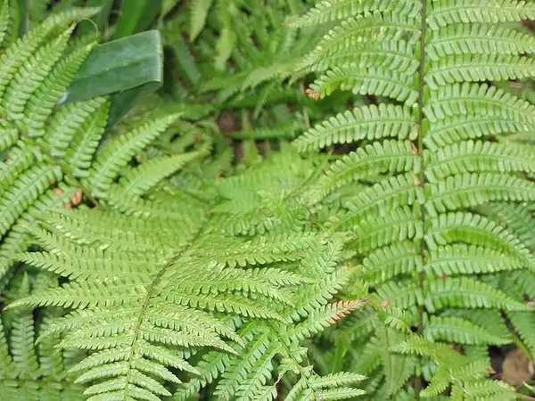 Фото Dryopteris abbreviata (Dryopteris abbreviatas)