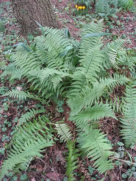 Фото Dryopteris abbreviata - Form:Esther Westerveld