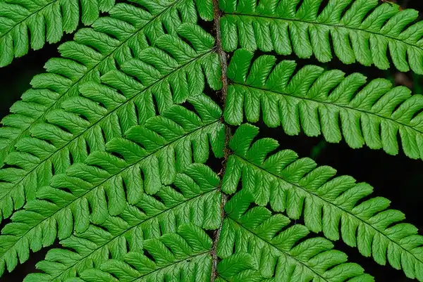Фото Dryopteris abbreviata - Close up of Fronds:Nicholas Turland