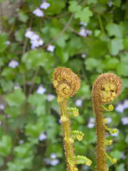 Фото Dryopteris abbreviata - New frond:Leonieke Aalders