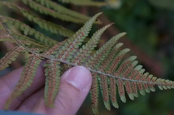 Фото Dryopteris abbreviata - Back of leaf:John Sullivan