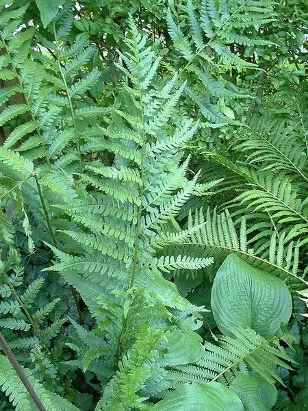 Foto de Dryopteris australis (Dryopteris australiss)