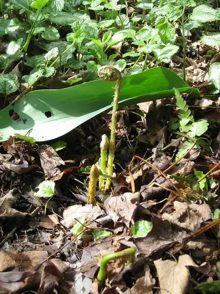Foto de Dryopteris australis (Dryopteris australiss)