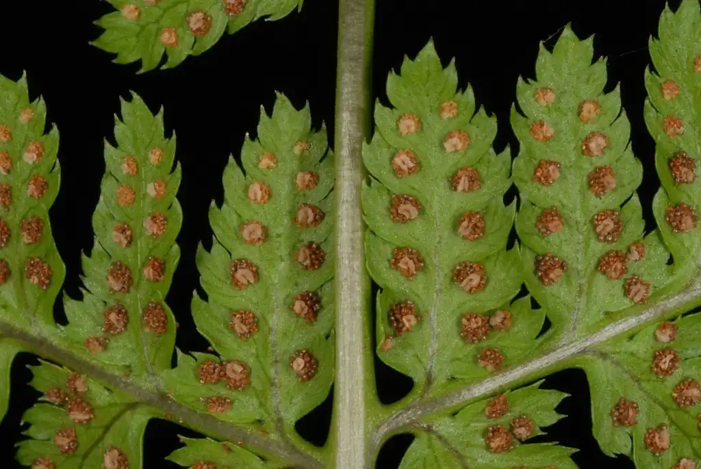 Photo of Dryopteris carthusiana (Dryopteris carthusianas)