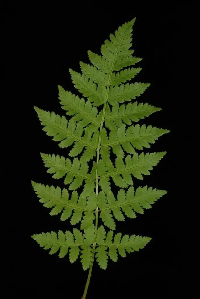 Photo of Dryopteris carthusiana (Dryopteris carthusianas)