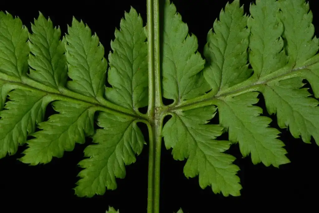 Photo of Dryopteris carthusiana - (Cobbs Hill, Rochester, NY)-Late Summer:Douglas Goldman, USDA