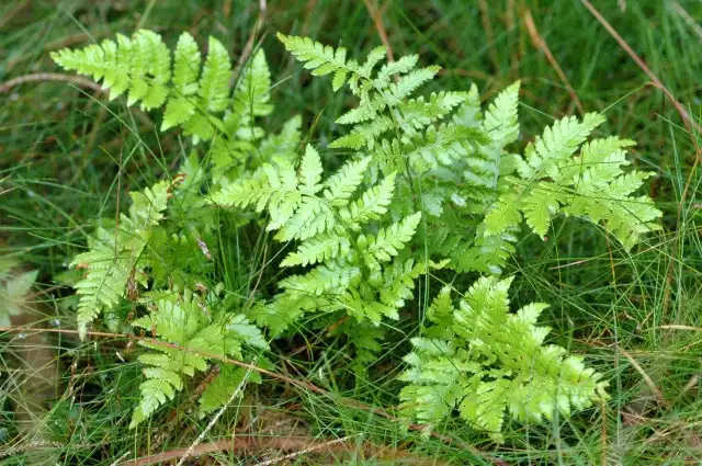 Photo of Dryopteris carthusiana - Form:James K. Lindsey