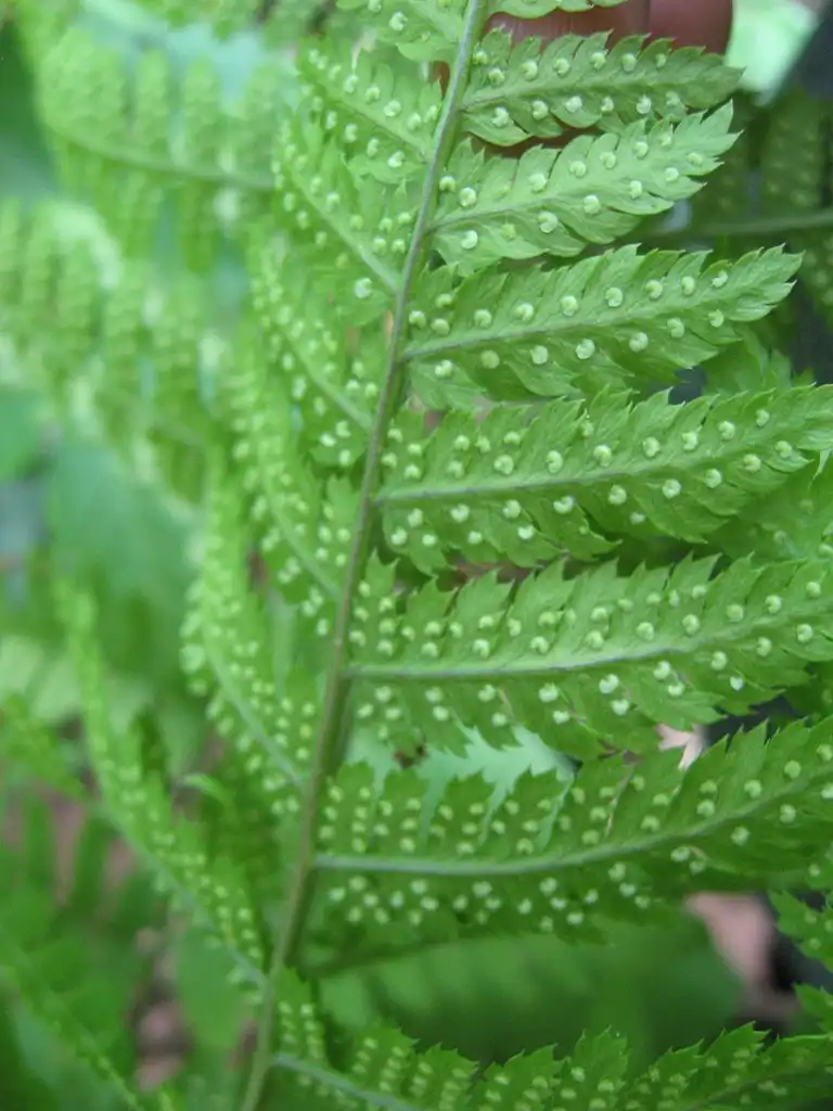 Photo of Dryopteris carthusiana - Close up of Fronds:Mason Brock