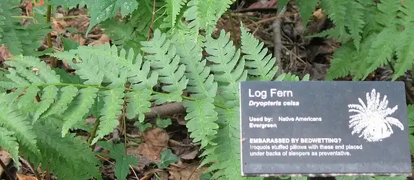 Foto de Dryopteris celsa (Dryopteris celsas)