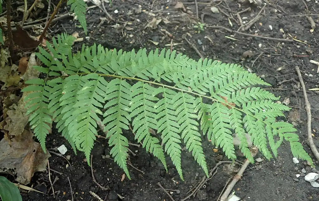 Foto de Dryopteris celsa (Dryopteris celsas)