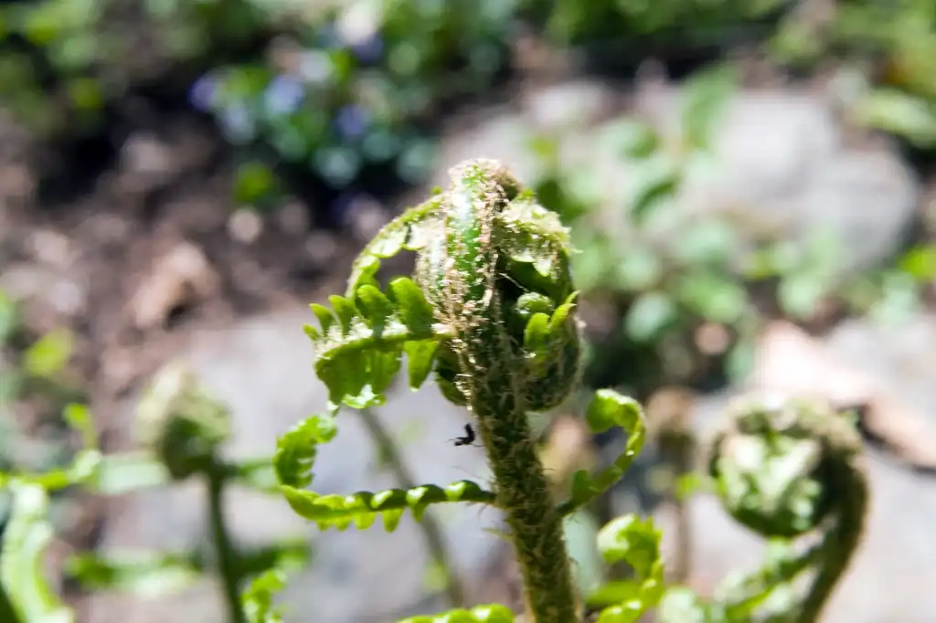 Foto de Dryopteris celsa - Fiddlehead:David J.Stang