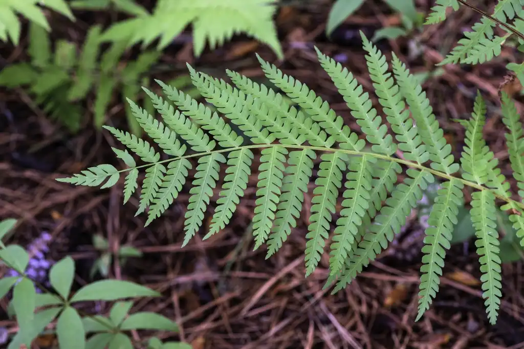 Foto de Dryopteris celsa - Leaf and branch:PumpkinSky