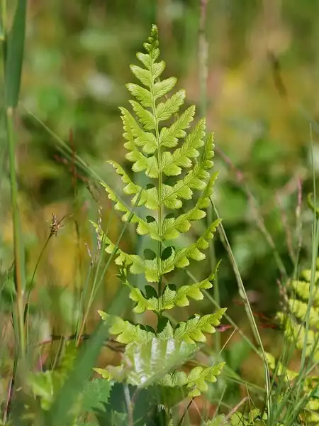Photo of Dryopteris cristata (Dryopteris cristatas)