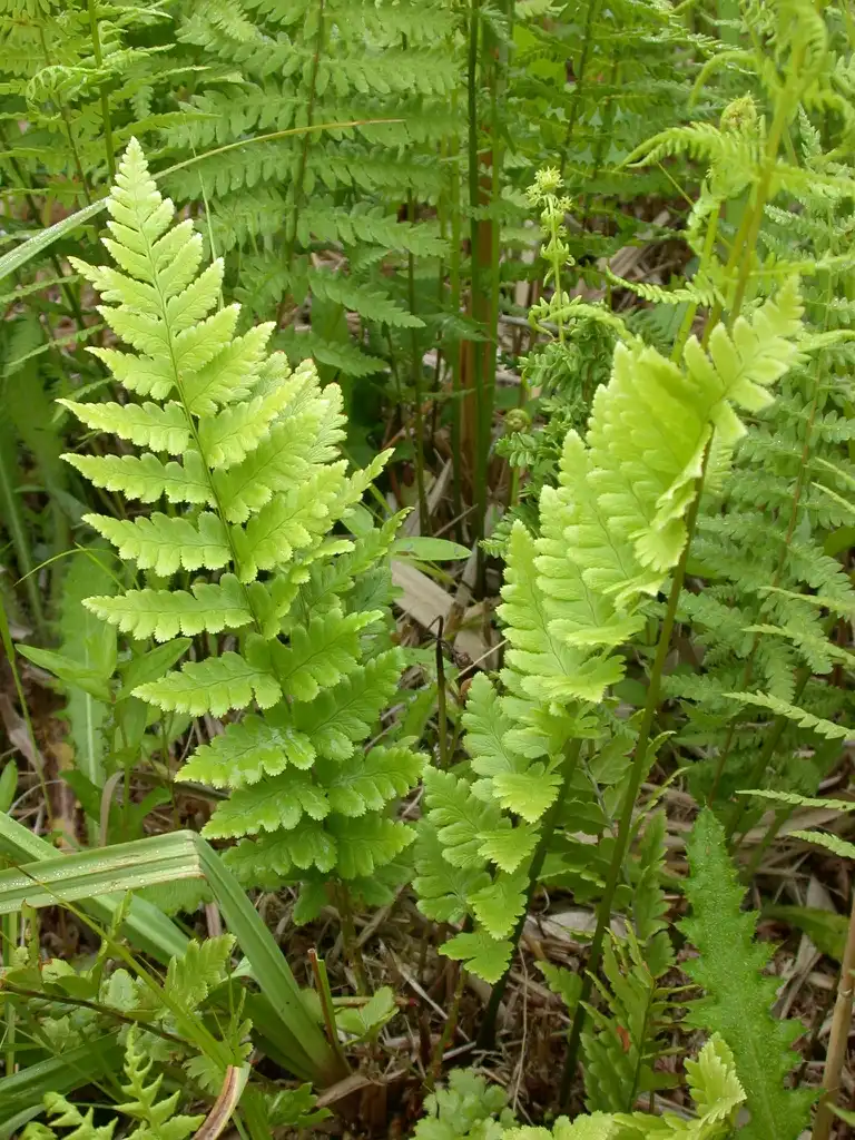 Photo of Dryopteris cristata (Dryopteris cristatas)