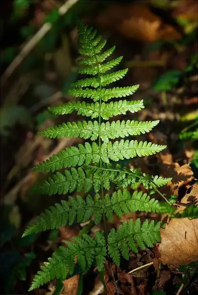 Photo of Dryopteris dilatata (Dryopteris dilatatas)