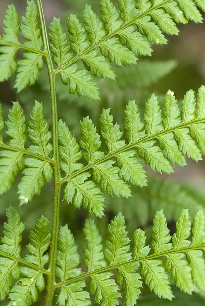 Photo of Dryopteris dilatata (Dryopteris dilatatas)