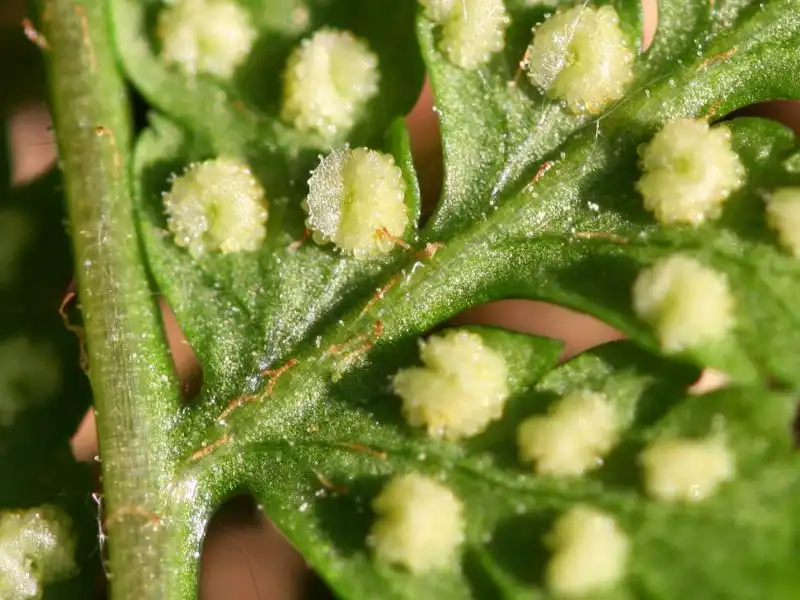 Photo of Dryopteris dilatata - Leaf close-up:Kristian Peters