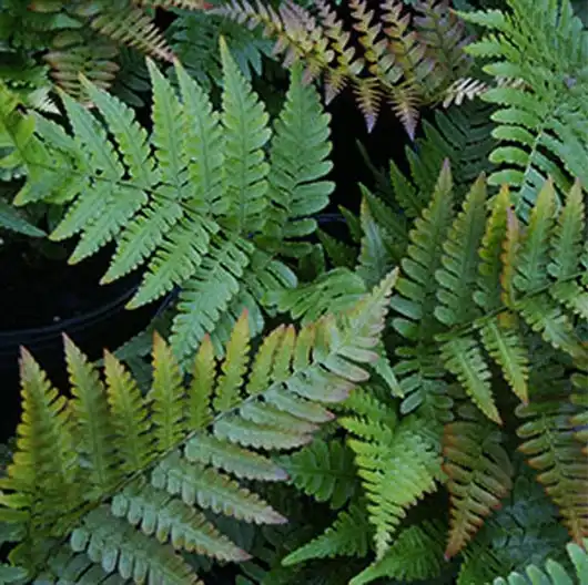 Photo of Dryopteris erythrosora (Dryopteris erythrosoras)