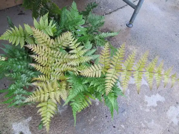 Photo of Dryopteris erythrosora (Dryopteris erythrosoras)