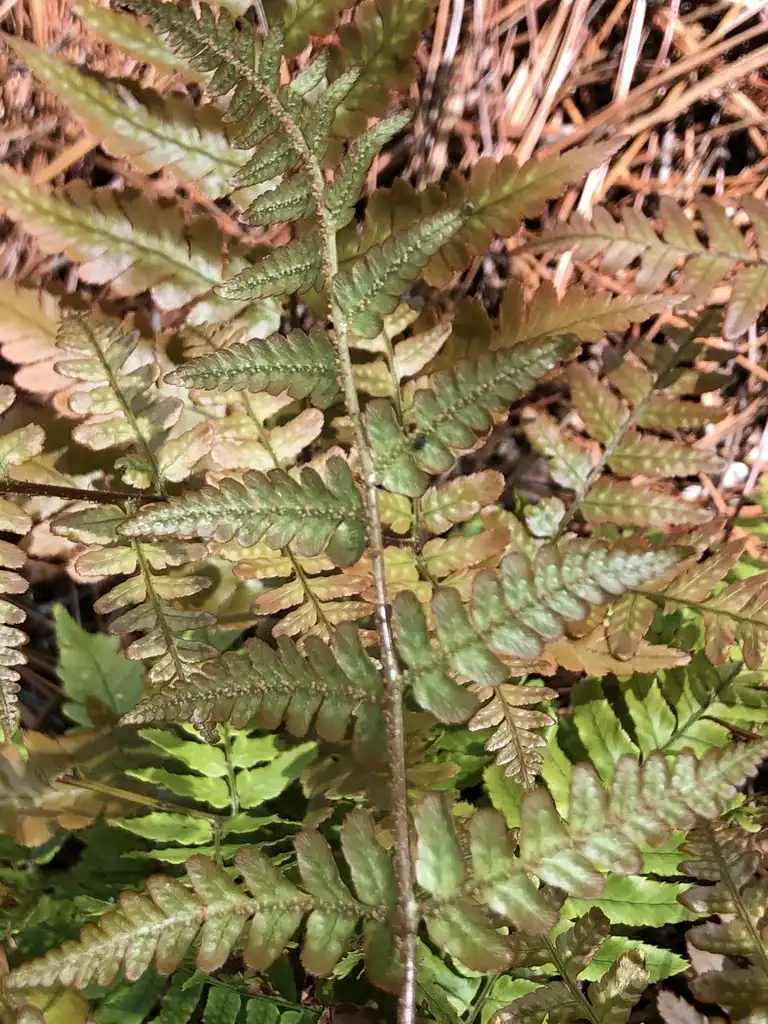 Photo of Dryopteris erythrosora - 'Brilliance' Underside of Leaves (Warren County,NC):Cathy Dewitt
